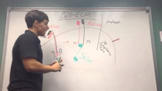 Cell ECM interactions [upl. by Tizes302]