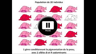 SVT Term  évolution de la structure génétique dune population 12 [upl. by Ajam610]