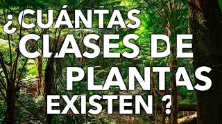 ¿CUANTAS CLASES DE PLANTAS HAY [upl. by Tessy562]