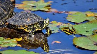 Artgerechte Haltung von Wasserschildkröten [upl. by Erroll668]