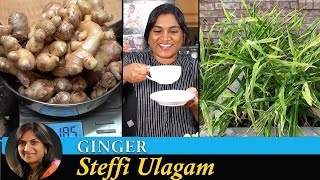 How to grow Ginger in Tamil  Steffi Ulagam [upl. by Airdnekal854]