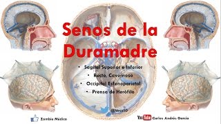 Anatomía  Senos de la Duramadre o Durales Sagital Superior e Inferior Cavernoso Recto y más [upl. by Fleeman482]