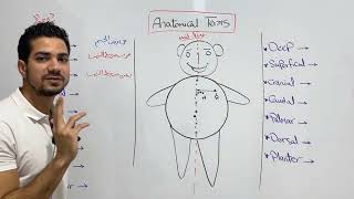 2Anatomical terms  دوجيه الحسيني [upl. by Horowitz]