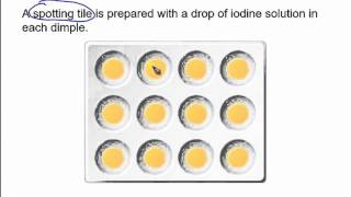 The starch amp amylase experiment [upl. by Latrell308]