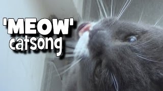 Meow cat song [upl. by Nnaarual647]