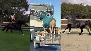 Horse Videos That Went Viral 24 [upl. by Schonfield436]