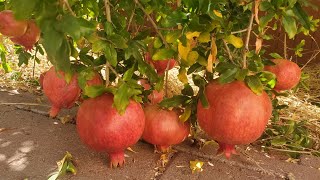 Growing Desertnyi Parfianka and Eversweet Pomegranate in California Zone 9B [upl. by Hauger]