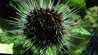 Sea Anemone in Aquarium Seeanemone [upl. by Darryn]