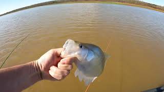 Hybrid Crappie Mississippi State Fly Fishing Record at Sardis Lake Spillway [upl. by Alvita216]