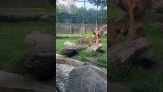 Bengal Tiger 2 🐯🐯 at Dehiwala Zoological Garden in Sri Lanka [upl. by Shawna]