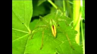 Grosso Ragno verde dalladdome rosso e giallo  Big green Spider with red and yellow abdomen [upl. by Annette116]