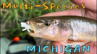 MultiSpecies Fishing a Small Michigan Creek [upl. by Palua]