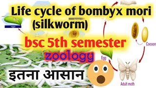 life cycle of bombyx mori bsc 5th semesterlife cycle of silkwormsericulture [upl. by Bohun]