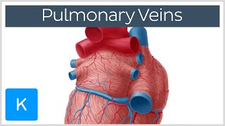 Pulmonary Veins  Location amp Function  Human Anatomy  Kenhub [upl. by Aneryc]