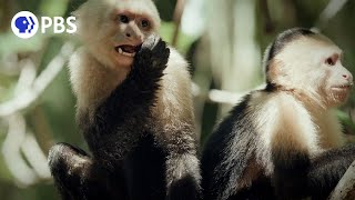 Finding Capuchin Monkeys in Costa Rican Mangroves [upl. by Je]