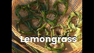 Lemongrass  Harvesting and Drying Lemongrass Leaves [upl. by Mabel]