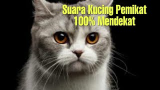 100  Mendekat Suara Kucing Pemikat [upl. by Einaled]