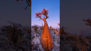 Socotra Island Biodiversity shorts [upl. by Weylin]