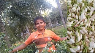 kakada flower plant growing tips [upl. by Thorma]