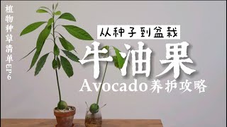 牛油果养护  从种子到盆栽完全攻略  最快速发芽方法  Avocado Care  植物种草清单06 [upl. by Avra]