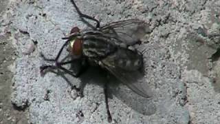 Flesh Fly Sarcophagidae Sarcophaga Active [upl. by Sauveur]