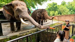 Kasih Makan Gajah Lucu Di Kebun Binatang  Mengenal Binatang untuk Anak Anak [upl. by Atinal]