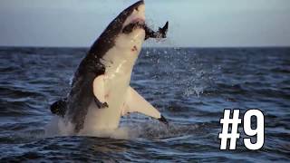 Top 10 Jumping Sharks Shark Breaches Shark Week [upl. by Enelaj]