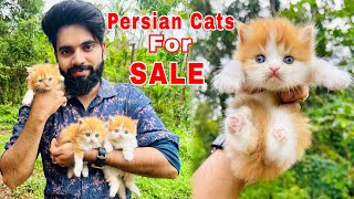 Persian Cats For Sale  Triple Coat Persian Kittens  Persian Cat price in india  Persian Cat  cat [upl. by Fonseca]