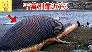 千萬別接近擱淺在海灘上的鯨魚屍體！極度致命！ [upl. by Jessen]