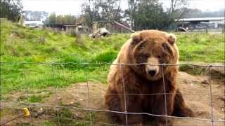 Waving Bears Olympic Game Farm • Sequim Washington [upl. by Diarmid978]