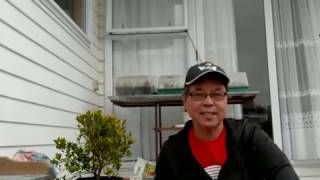 How to propagate Eugenia or Australian brush cherry by stem cuttings [upl. by Tyler]