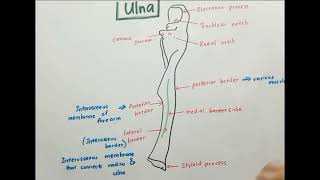 Anatomy of Ulna [upl. by Ester]