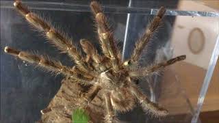 Breeding Poecilotheria regalis Part 1 [upl. by Ainig]