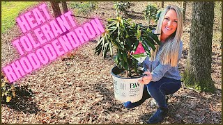 How To Plant A Rhododendron In Clay Soil  Heat Tolerant Dandy Man Pink [upl. by Aillicec]