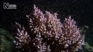 Unlocking the secrets of coral spawning  Natural History Museum [upl. by Adis]