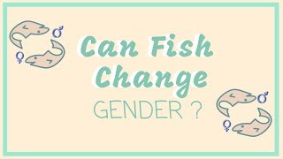 Can Fish Change Gender  Overview on Hermaphroditism [upl. by Aihseuqal461]