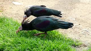 Waldrapp Tiergarten Zoo Schönbrunn Wien Österreich [upl. by Lesli929]