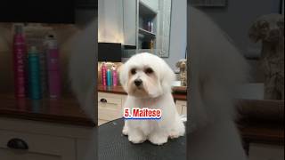 The 10 best small non shedding dog breedsdoglovertop5subscribe [upl. by Eppilihp]