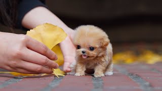 Micro size teacup maltipoo for sale │ Miniteacuppuppy [upl. by Epoh733]