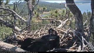 Big Bears famed eagle cam captures Ridgecrest earthquake I ABC7 [upl. by Giorgia]