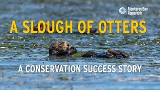 Sea Otters in Elkhorn Slough A Conservation Success Story [upl. by Bannasch820]