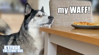 Husky Wont Stop TALKING Until He Gets His Waffles Demanding Dog [upl. by Grodin]