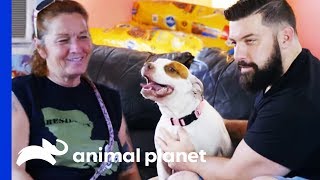 Man Finds The Perfect Companion To Share His Life With  Pit Bulls amp Parolees [upl. by Lilah676]