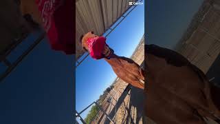 he did not like the bandanna 😭fypシ゚viral subscribe ilovemyhorse [upl. by Nadeen316]