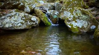 Water Stream Ambience Soft amp Soothing Flowing Water [upl. by Pricilla]