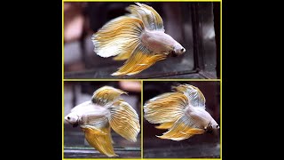 Betta Fish DRAGON INNER BLUE YELLOW Veil Tail VT Male T138 [upl. by Walford251]