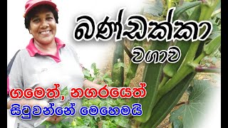 Bandakka sitawima  Ape Waththa  අපේ වත්ත [upl. by Nylkcaj]