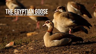 The Egyptian Goose  Everything you need to know about Egyptian Geese [upl. by Roderigo]