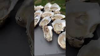 Oyster Recipe Old Bay Garlic Butter Oysters grilledoyster oysterrecipe [upl. by Euqinorev]