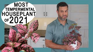 Houseplant Trends 2021 Most Tempermental The Polka Dot Plant Hypoestes Phyllostachya Care  Tips [upl. by Joo]